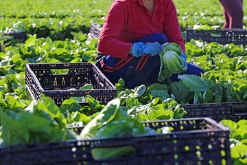Landwirtschaftliche Salaternte