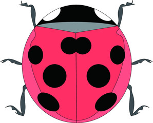 ナナホシテントウムシ