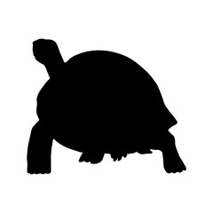 Galapagos Tortoise (Geochelone Nigra) Silhouette Found In Galapagos Islands