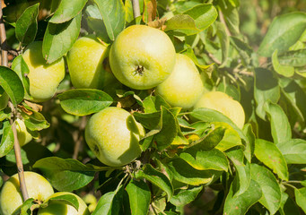 Ripe green apples on a branch ready to harvest in the open sun. Defocus