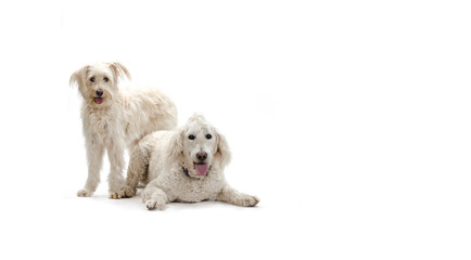 Big White Doggies on seamless white