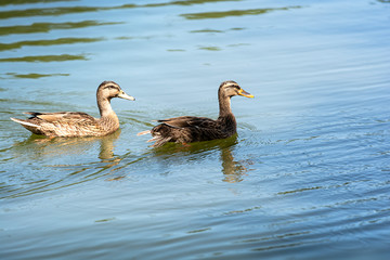 Ducks on Lake