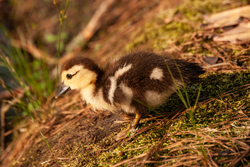 Baby Duck