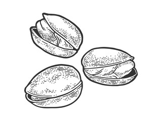pistachio nut sketch engraving vector illustration. T-shirt apparel print design. Scratch board imitation. Black and white hand drawn image.