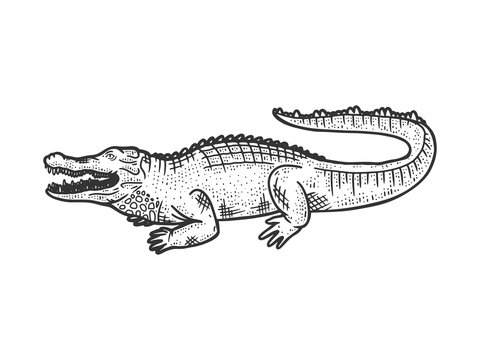 crocodile alligator animal sketch engraving vector illustration. T-shirt apparel print design. Scratch board imitation. Black and white hand drawn image.