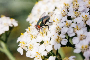 Fly gathers nectar from a cluster of small white flowers against a faded green background