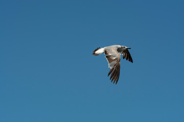 Sea Bird in Flight