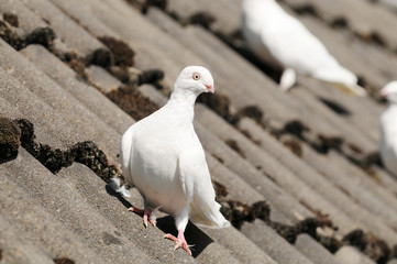 White European turtle dove sitting on house roof