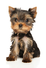 Yorkshire Terrier puppy