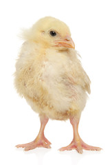 Obraz premium Chick isolated on a white background