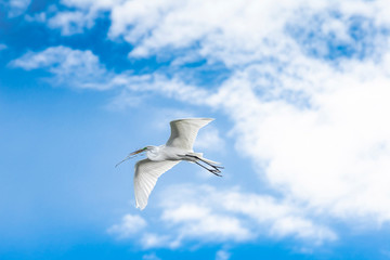 Great Egret in Flight Nesting