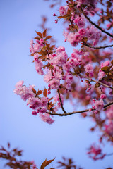Kirschblüten