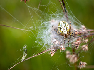 a huge spider of the genus Argiope in its web