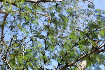 Árbol de espinas acacia cornigera collinsii hindsii carretadera jarretadera espinoso hormigas miel silvestre  pseudomyrmex  acacia campecheana planta medicinal mimosa cornigera