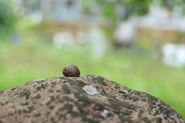 Snail on a rock in nature. A snail shell