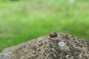 Common snail on a stone with moss on a green background on a summer day