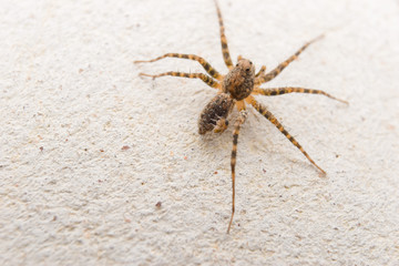 spider and spider baby on the wall