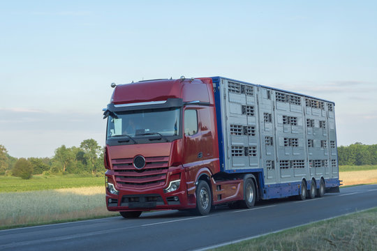 ein Tiertransport mit Schweinen auf dem Weg zum Schlachthof