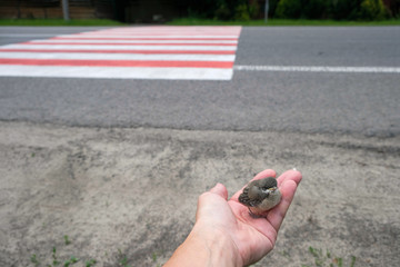 Sparrow chick in a human palm on the background of the road crossing. Road safety concept. Copy...