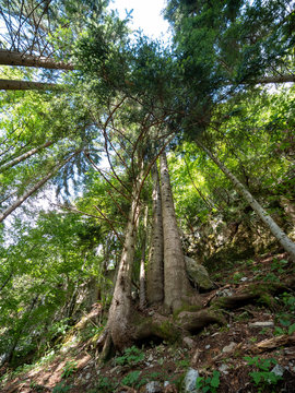 large white fir with seven trunks called La Palma on the Carnic alps, Paularo, Friuli Venezia Giulia, Italy