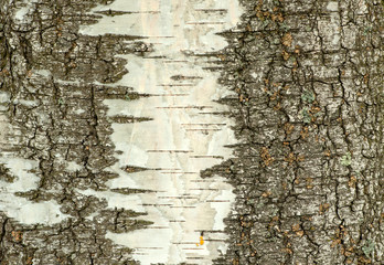 Close-up of white birch bark