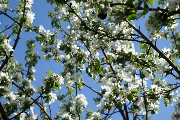 blooming apple trees in spring against the blue sky