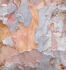 close up of ponderosa pine tree bark on tree