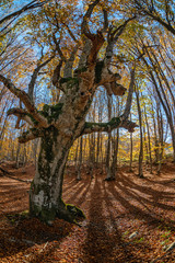 A gnarled beech tree in a sunny autumn forest with long shadows, vertically, fisheye lens
