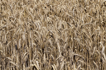 Mature yellowed cereals