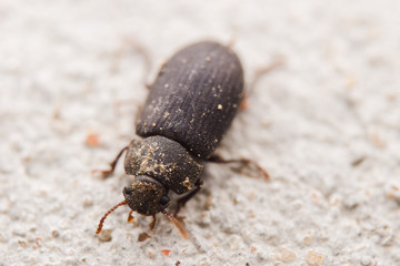 black beetle on the ground
