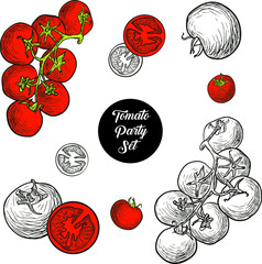 Tomato vector illustration sketch style. Set of tomatoes in color and black outlines. Tomato slice and on a branch.