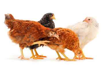 Four brown hens isolated.