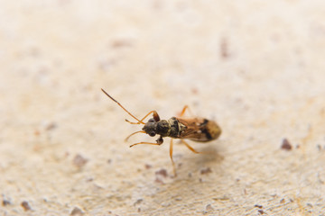 Closeup insect on the ground 