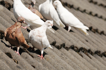 European turtle dove sitting on house roof