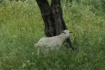 Obraz premium sheep on a meadow