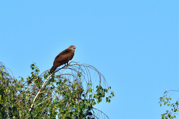 Schwarzmilan bei der Jagd	