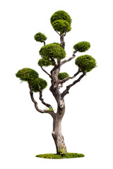 Bonsai tree against isolated on white background.