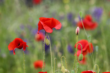 Pole czerwonych mak&oacute;w.