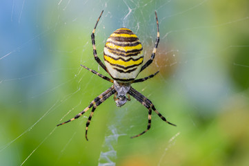 Nahaufnahme einer Wespenspinne (Argiope bruennichi) im freien
