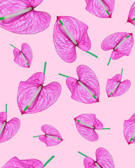 Anthurium pink on a pink background seamless pattern, pattern on the fabric.