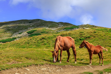 Horses graze on the tops of the Carpathians