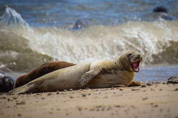 seal on the beach smile