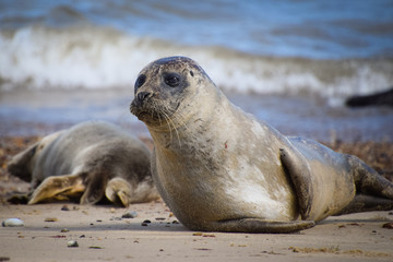 Fototapeta premium Seal on the beach