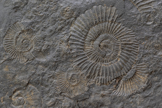 Ammoniten (Ammonoidea) Fossilien, Versteinerung