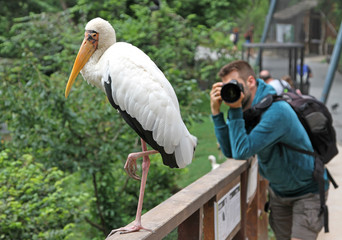 Man photographing a yellow billed stork