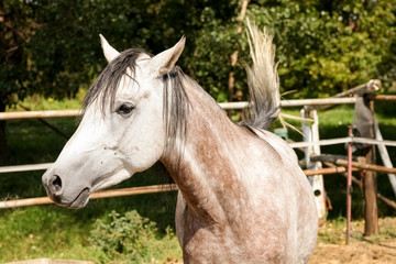 Fototapeta premium Young white grey horse in a fenced paddock