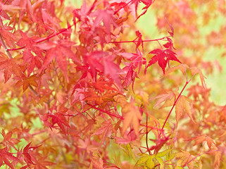 赤く染まった紅葉の葉