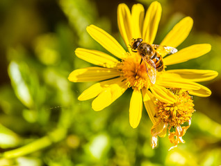 bee on yellow flower