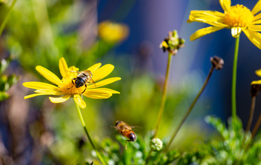 bee on a flower