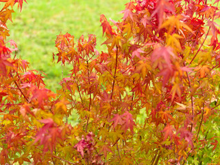 赤く染まった紅葉の葉